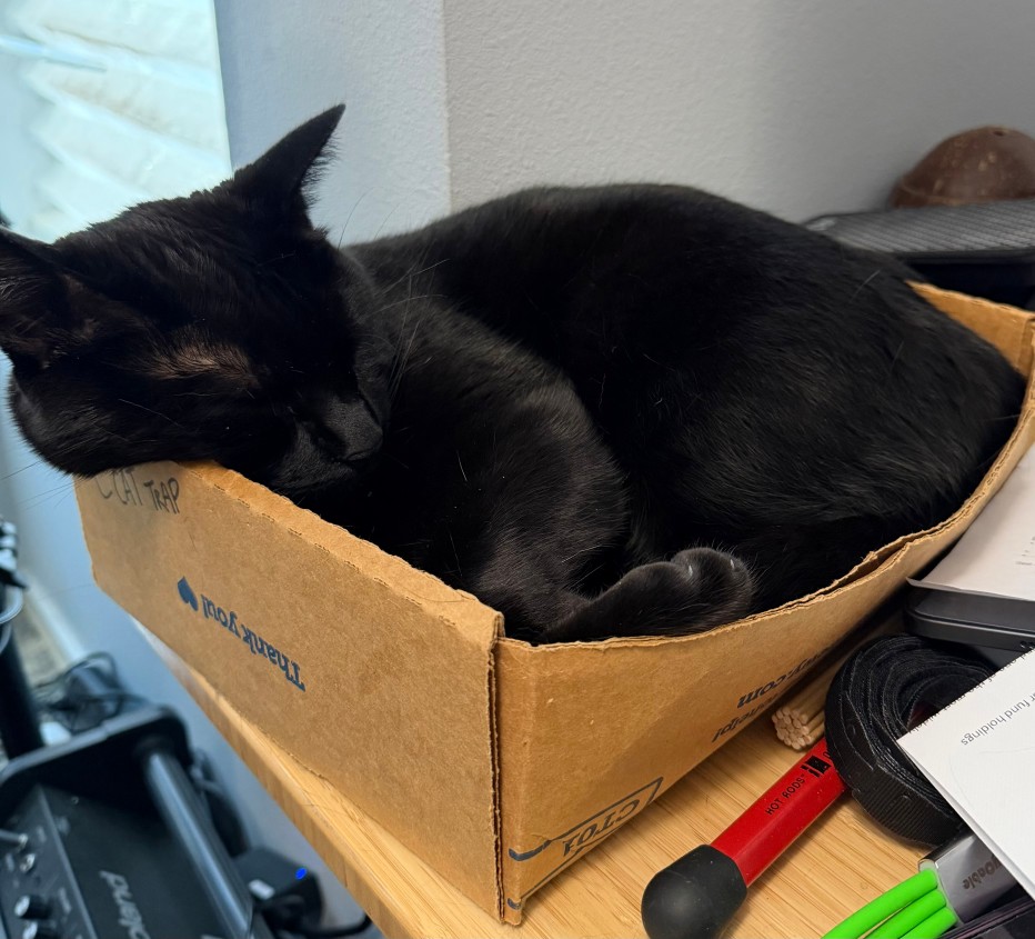 portait of Pancake, a black cat sleeping in a cardboard box