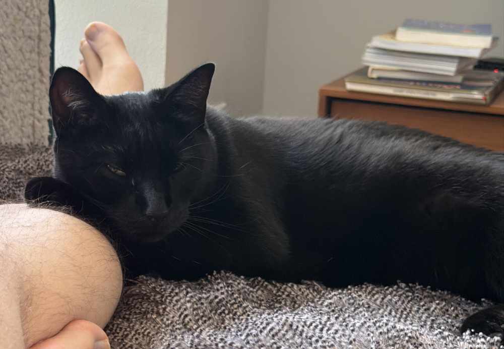 Pancake, a black house cat, laying down with her head and one front paw resting on a person's leg, looking at the camera with one eye closed and one eye very slightly open