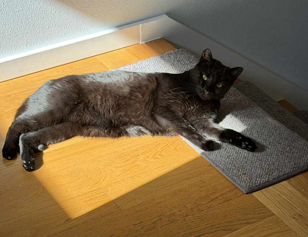 Pancake, a black house cat, laying in a 'box' of sunlight on the wood floor.