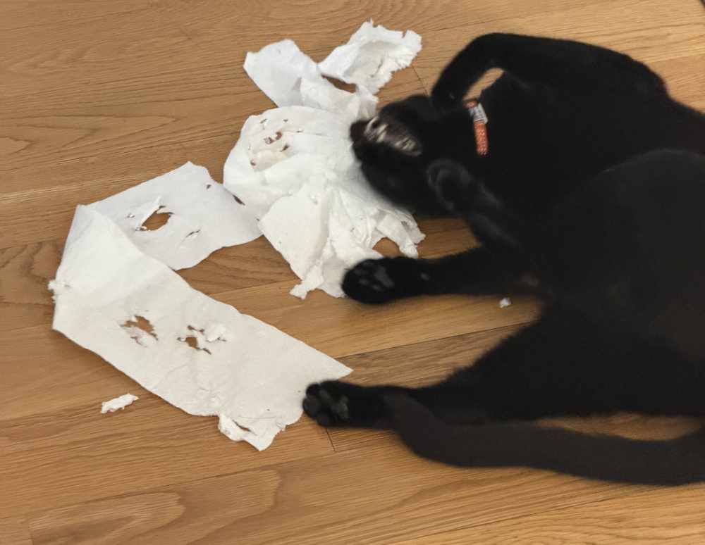 Pancake, a black house cat, rolling around on a wood floor in a bundle of torn toilet tissue that she has stolen from the bathroom.