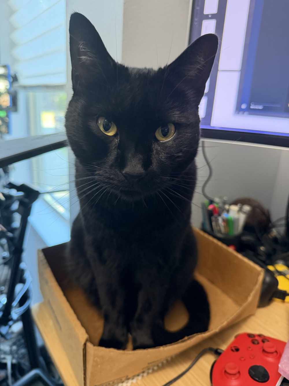 Pancake, a black house cat, sitting in a shallow box on top of a messy desk, looking directly into the camera.